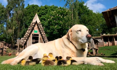 La historia de Fred, el labrador que adoptó a 9 patos te conmoverá