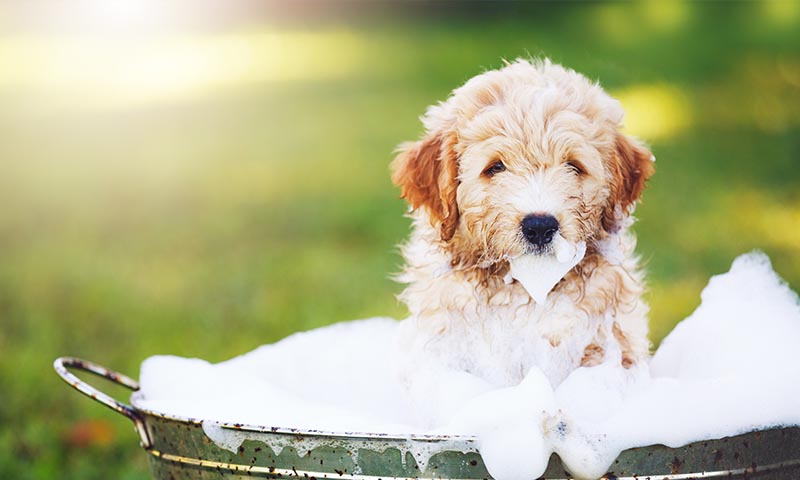 Todo lo que necesitas saber para bañar a tu perro en casa 