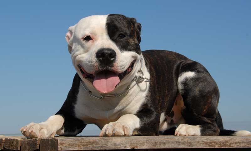 Una perrita rescata a una niña