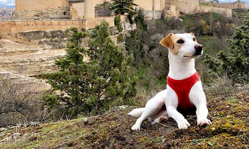 ¿No sabes dónde ir de vacaciones con tu mascota? Pipper te ayuda