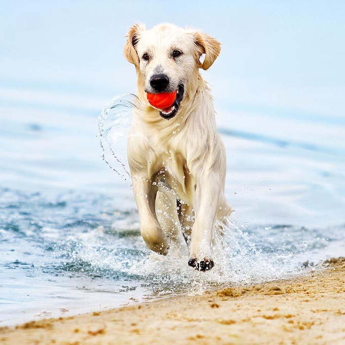 Qué necesitas saber para ir con tu perro a la playa