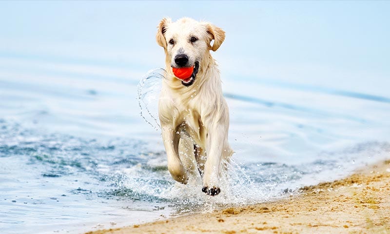 Qué necesitas saber para ir con tu perro a la playa