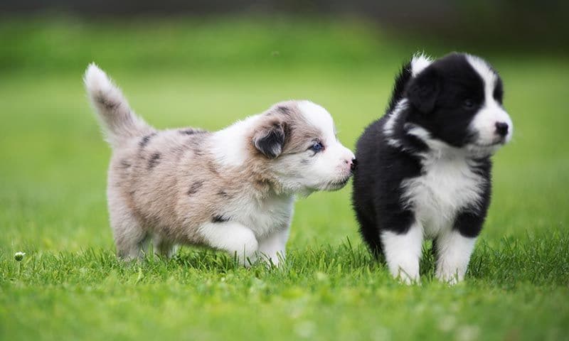 Cómo entrenar a tu cachorro de Border Collie