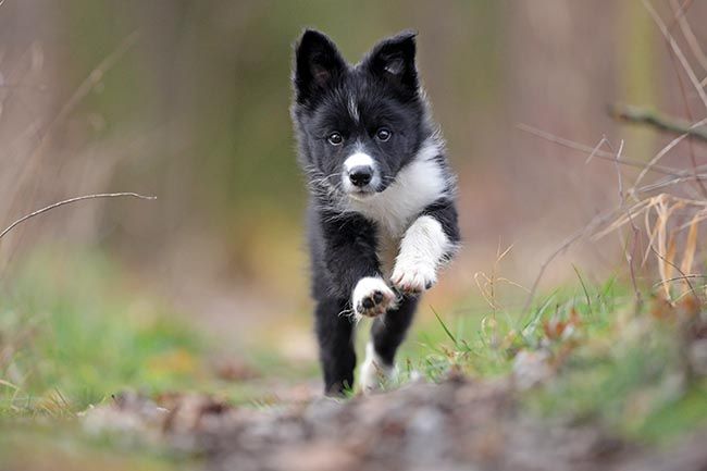 Cómo Educas A Un Cachorro Border Collie