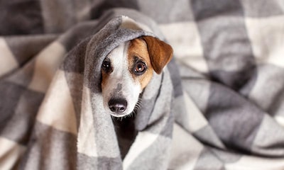 5 situaciones que estresan a tu perro (y tú no eres consciente)