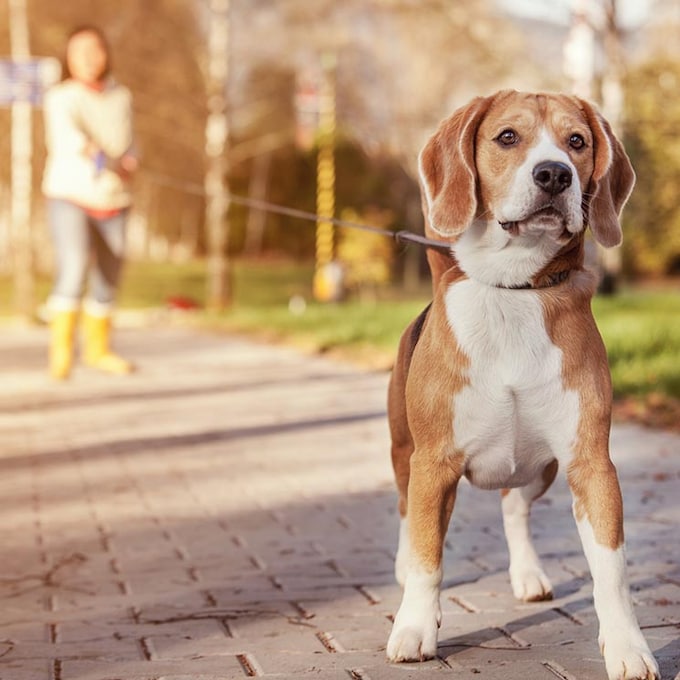 Las cosas que no sabías del beagle