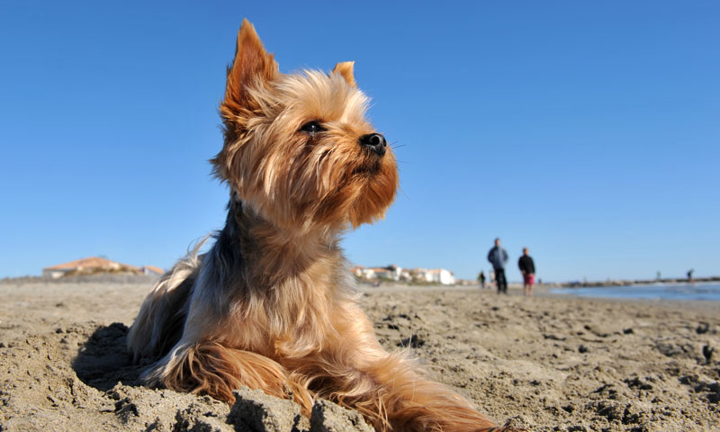 perros calor