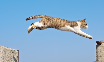 Conoce el síndrome del gato volador
