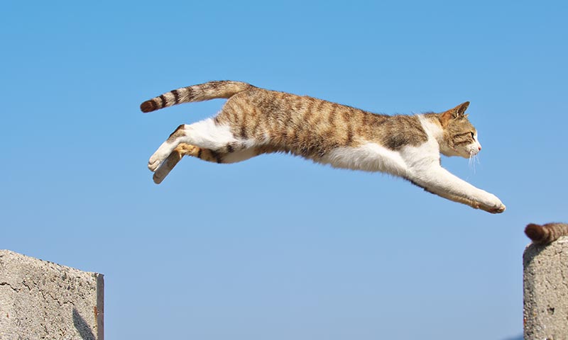 Conoce el síndrome del gato volador