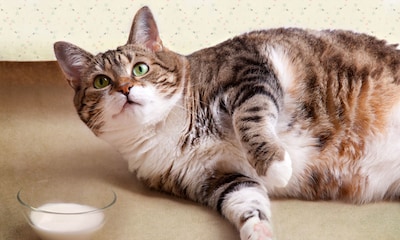 Cómo evitar que tu gato engorde tras la esterilización