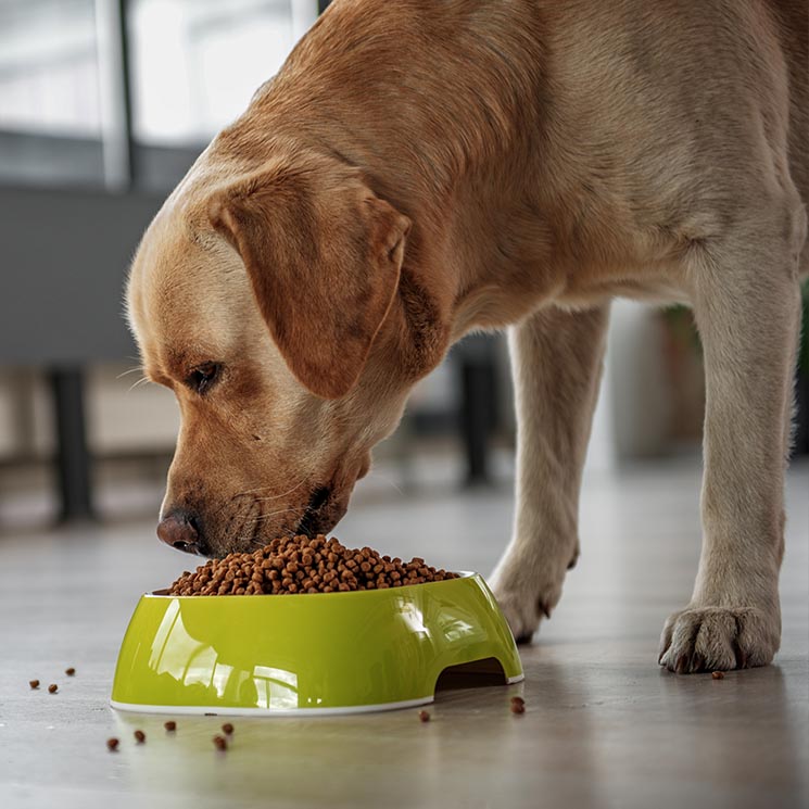 Por qué tu perro debería tener una dieta variada (y su relación con el cáncer)