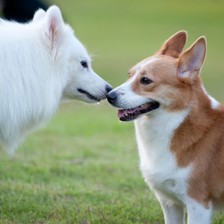 Cómo socializar a tu perro