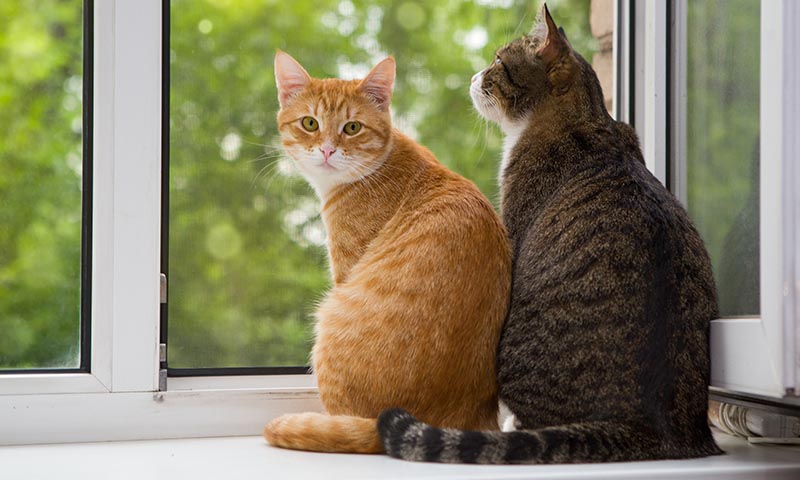 Evita las peleas felinas cuando un nuevo gato llega a casa