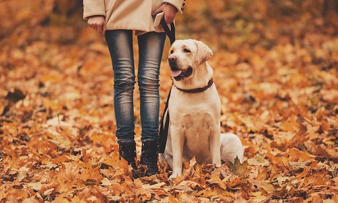 Los cuidados que va a necesitar tu perro con la llegada del otoño