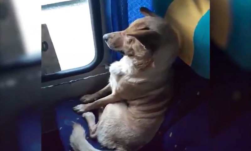 Una imagen del perro en el autobús