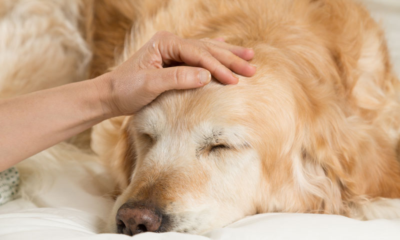 ¿Cuánto tarda tu mascota en recuperarse tras la castración?