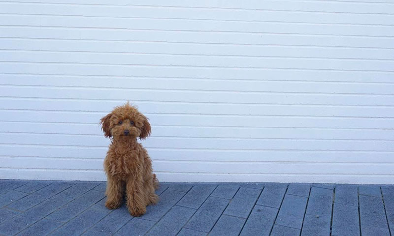Los 10 perros más populares en Instagram... ¡y son españoles!
