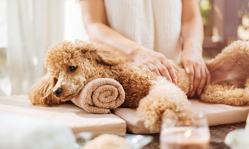 ¿Conoces el método Tellington Ttouch de masaje para perros?