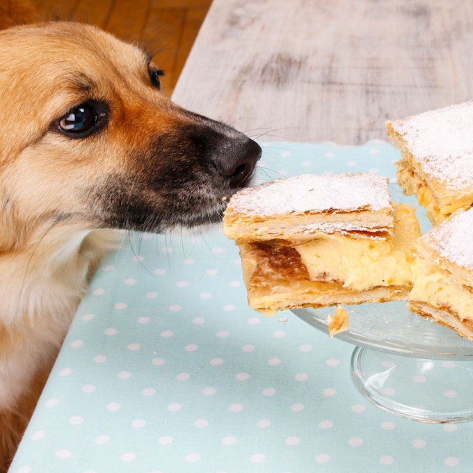 Educa a tu perro para que no pida comida en la mesa