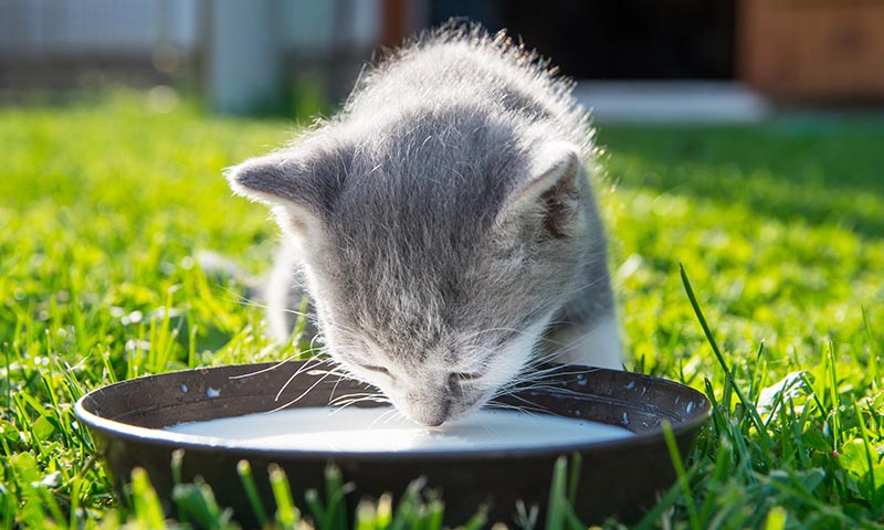 ¿Es necesario darle leche a los gatos?