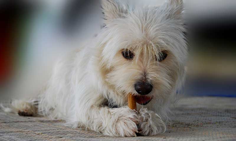 Perro comiendo