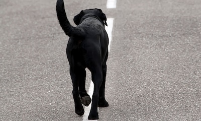 Un perro permanece más de 80 días en el lugar donde falleció su dueña