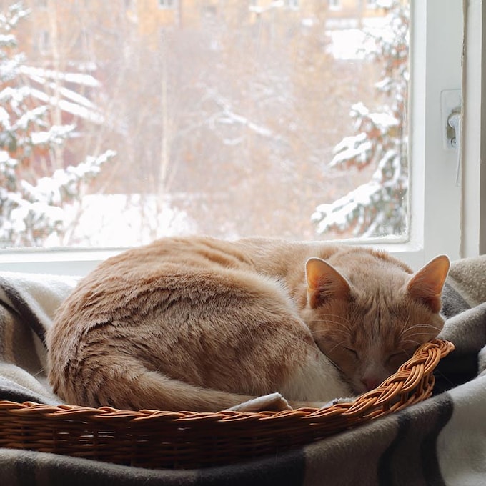Ayuda a tu gato a pasar mejor el invierno 