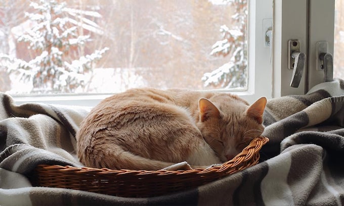Ayuda a tu gato a pasar mejor el invierno 