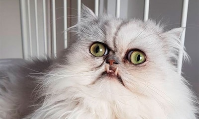 Conoce a Wilfred, un gato de aspecto 'terrorífico' que te conquistará
