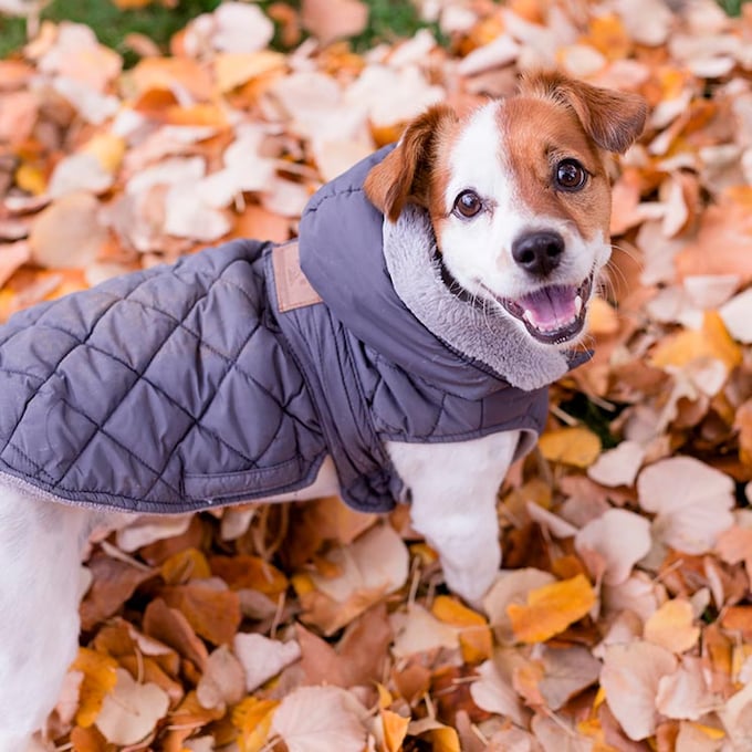¿Tengo que ponerle un abrigo a mi perro si hace frío?