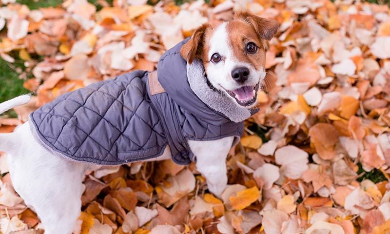 ¿Tengo que ponerle un abrigo a mi perro si hace frío?