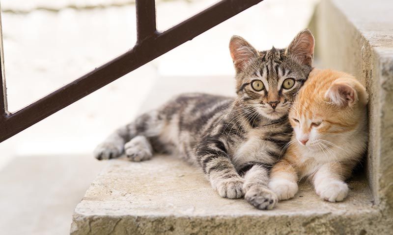 Cómo Crear un Hogar Más Sociable para Tu Gato 2 gatosociable t
