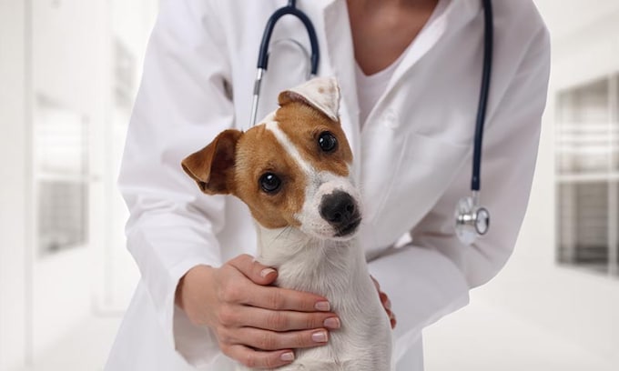 Estas son las enfermedades de perros más comunes