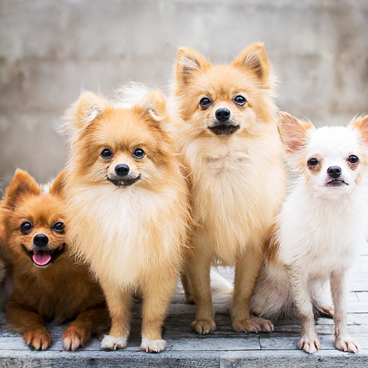 Estas son las razas de perro más longevas