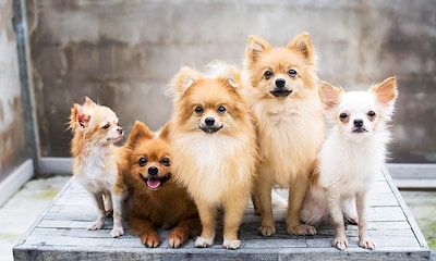 Estas son las razas de perro más longevas