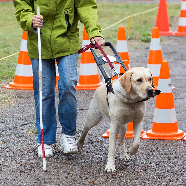 Así son los perros más trabajadores