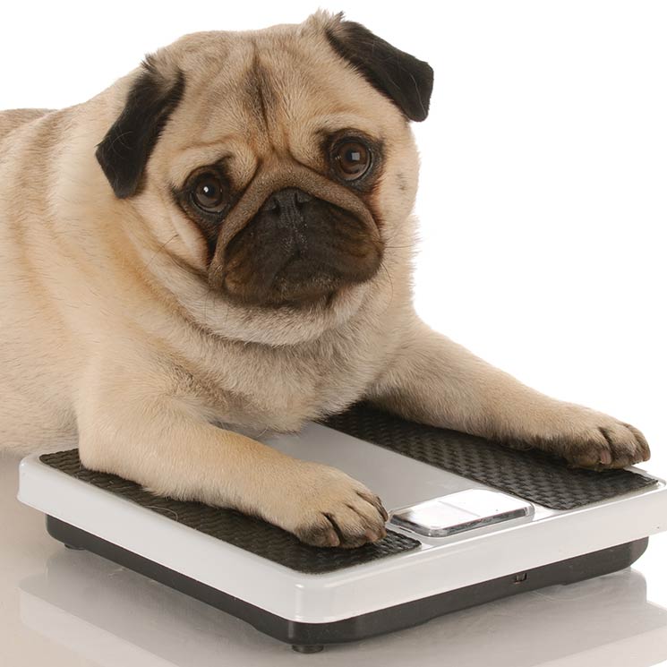 Los perros con sobrepeso pueden vivir hasta dos años y medio menos