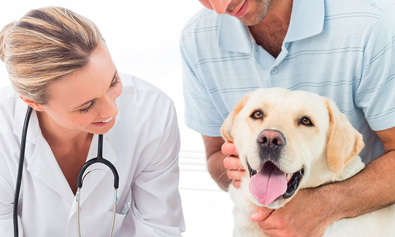 perro en el veterinario