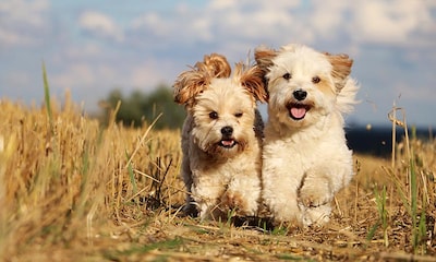 En qué consiste la 'amistad' entre los perros