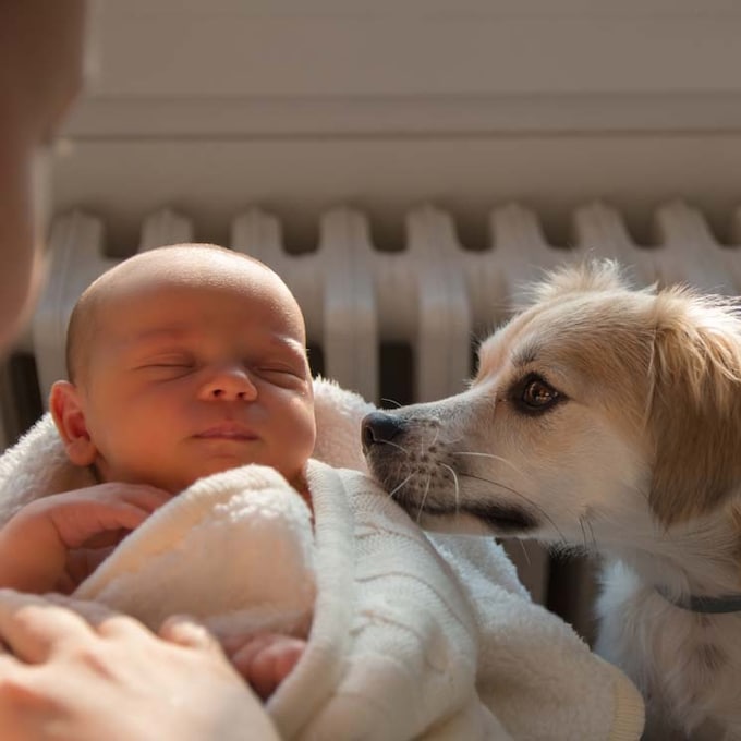 Lo que debes hacer (y lo que no) con tu perro ante la llegada de un bebé a casa