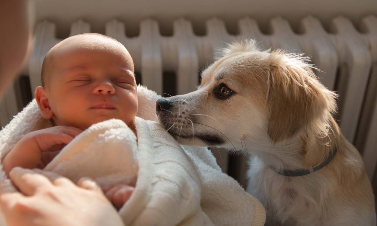 Un perro mira a un bebé en brazos de su madre