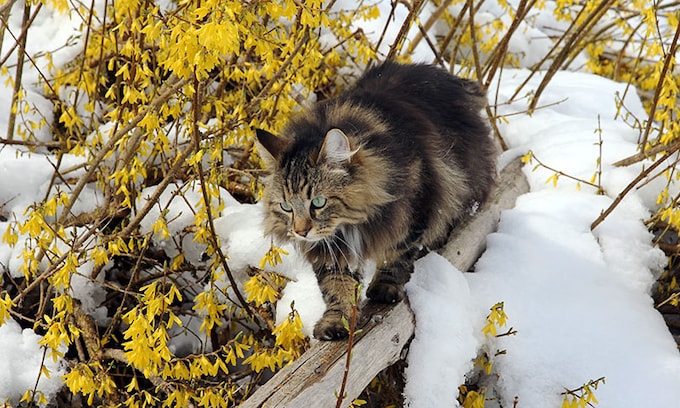 Gato con nieve