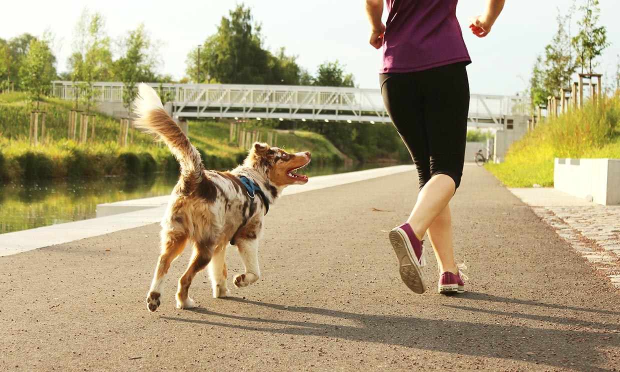 Razas de perros para amantes del running