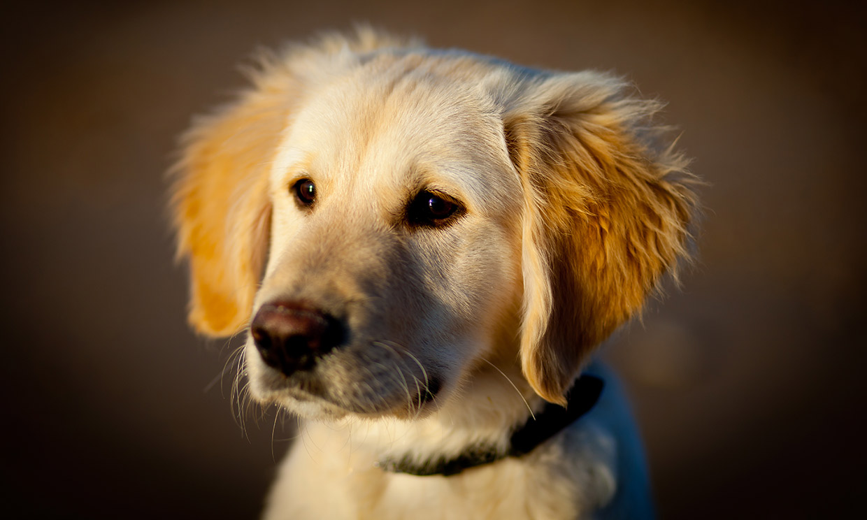 Tombot, el golden retriever robótico que podría ayudar a mayores con demencia