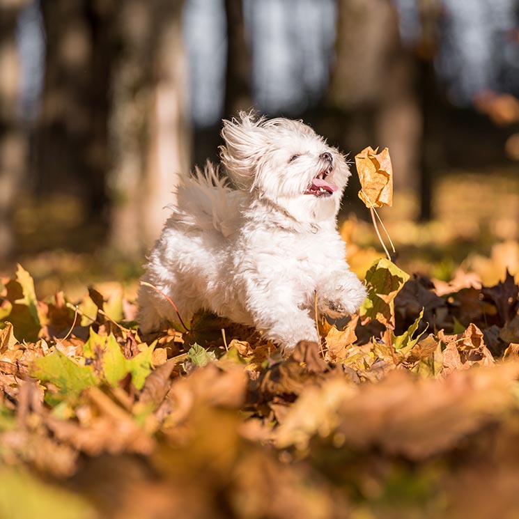 Si vives en un piso pequeño, algunos de estos perros tienen el Guinness por su tamaño