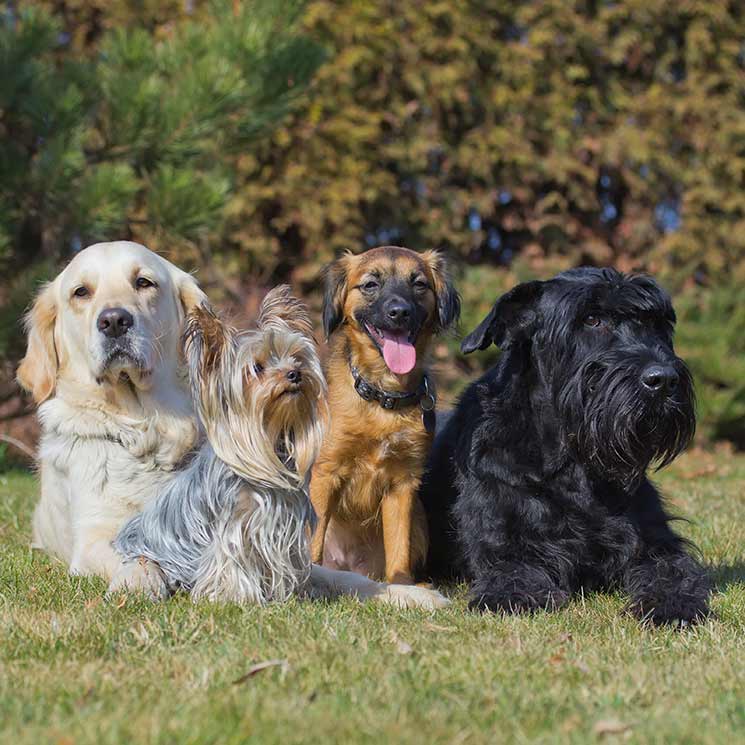 Las razas de perro más populares dependiendo de cada país