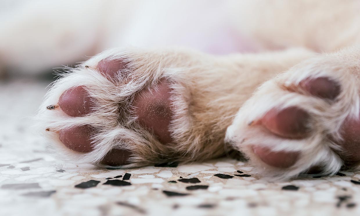 Con el calor llegan las quemaduras en las almohadillas de tu perro