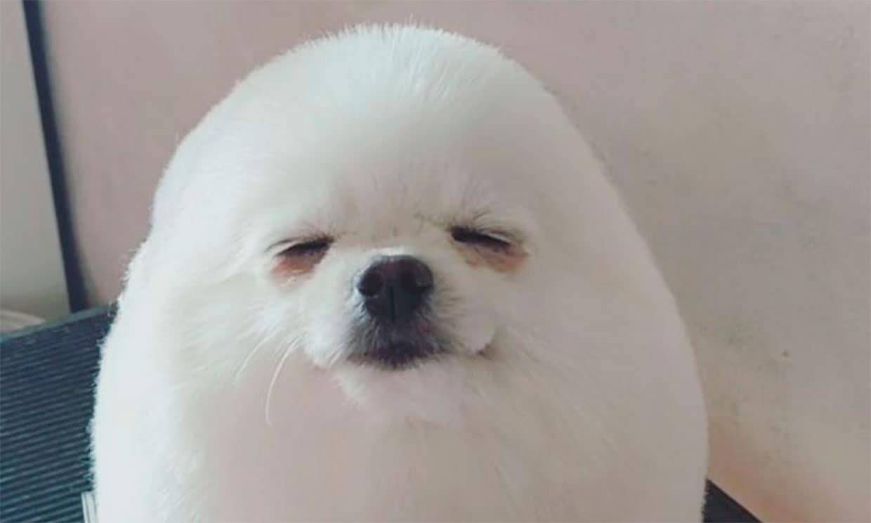 PomPom, el perrito viral que se ha famoso por su sorprendente 'look'