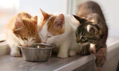 La comida húmeda es una de las alternativas más saludables para la alimentación de tu gato