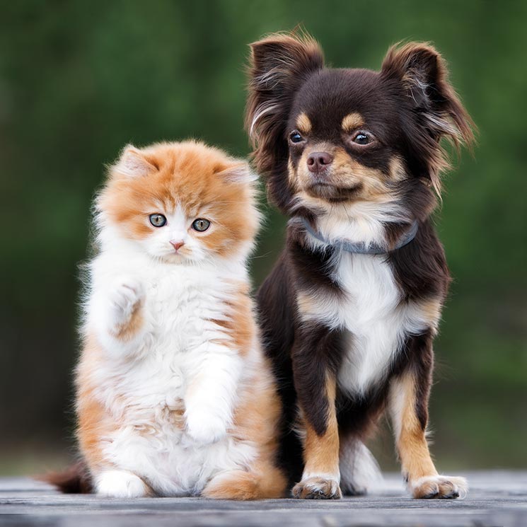 Razas de perros con una personalidad muy gatuna